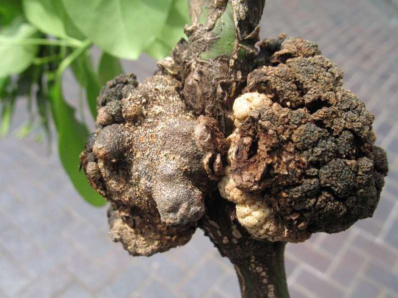 Crown Gall Disease In Plants - Quotes Viral